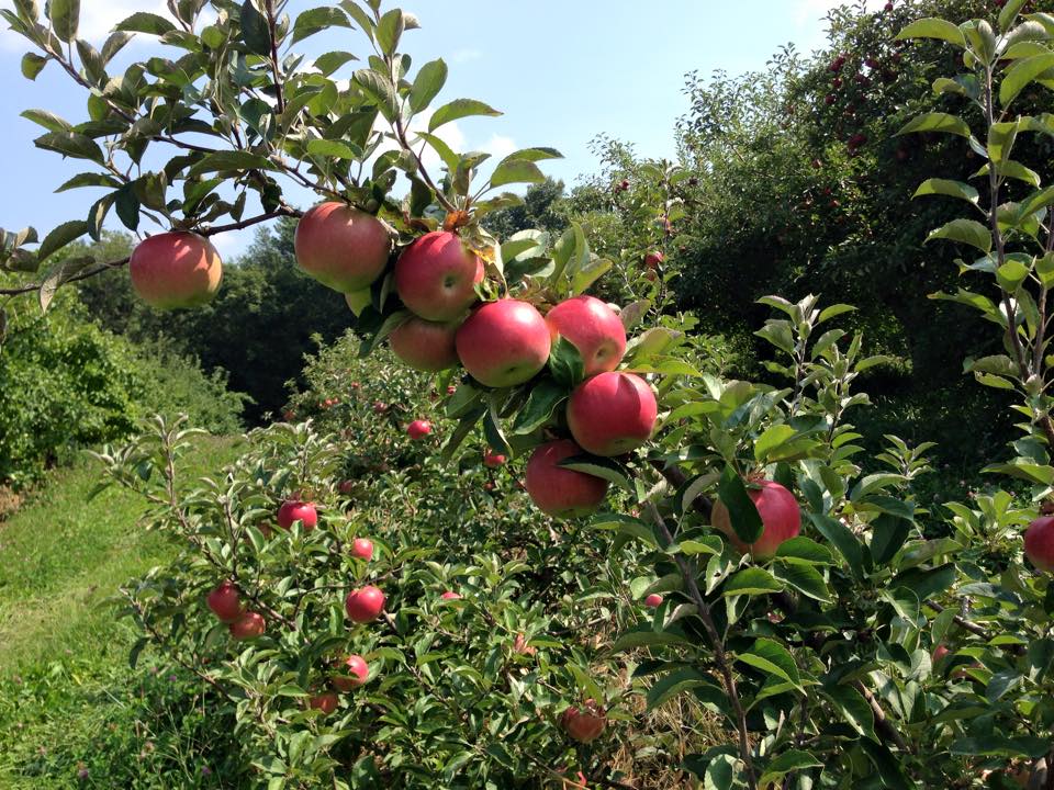 Garden Shed in Orland Steuben County Tourism Bureau