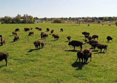 Wild Winds Buffalo Preserve