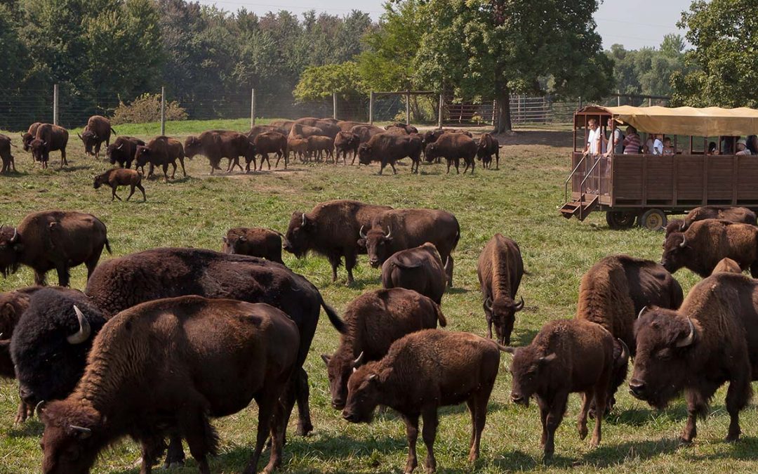 Take a tour into the herd at Wild Winds Buffalo Preserve