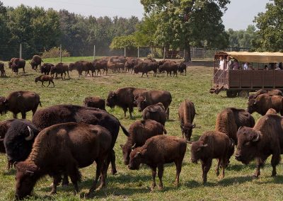Wild Buffalo Preserve Steuben County