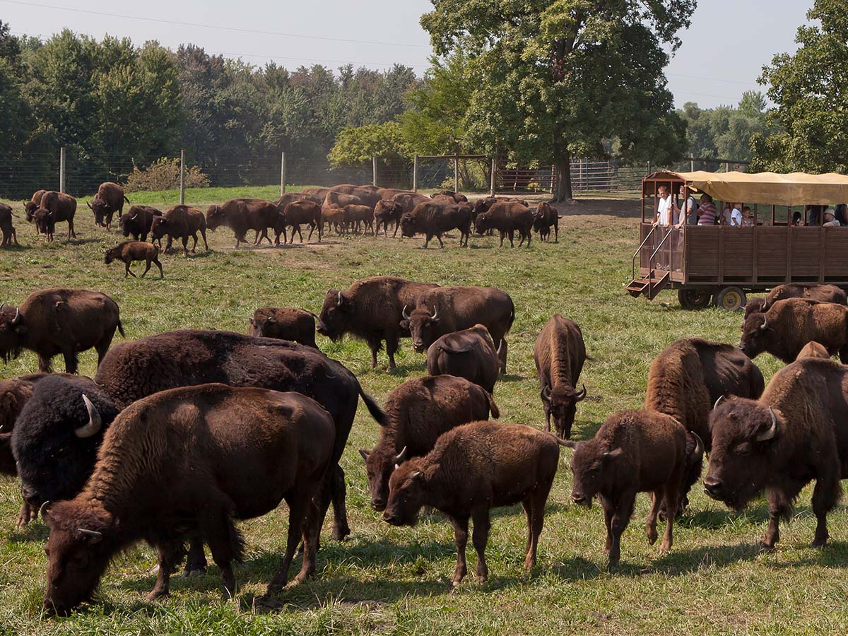 Wild Buffalo Preserve Steuben County