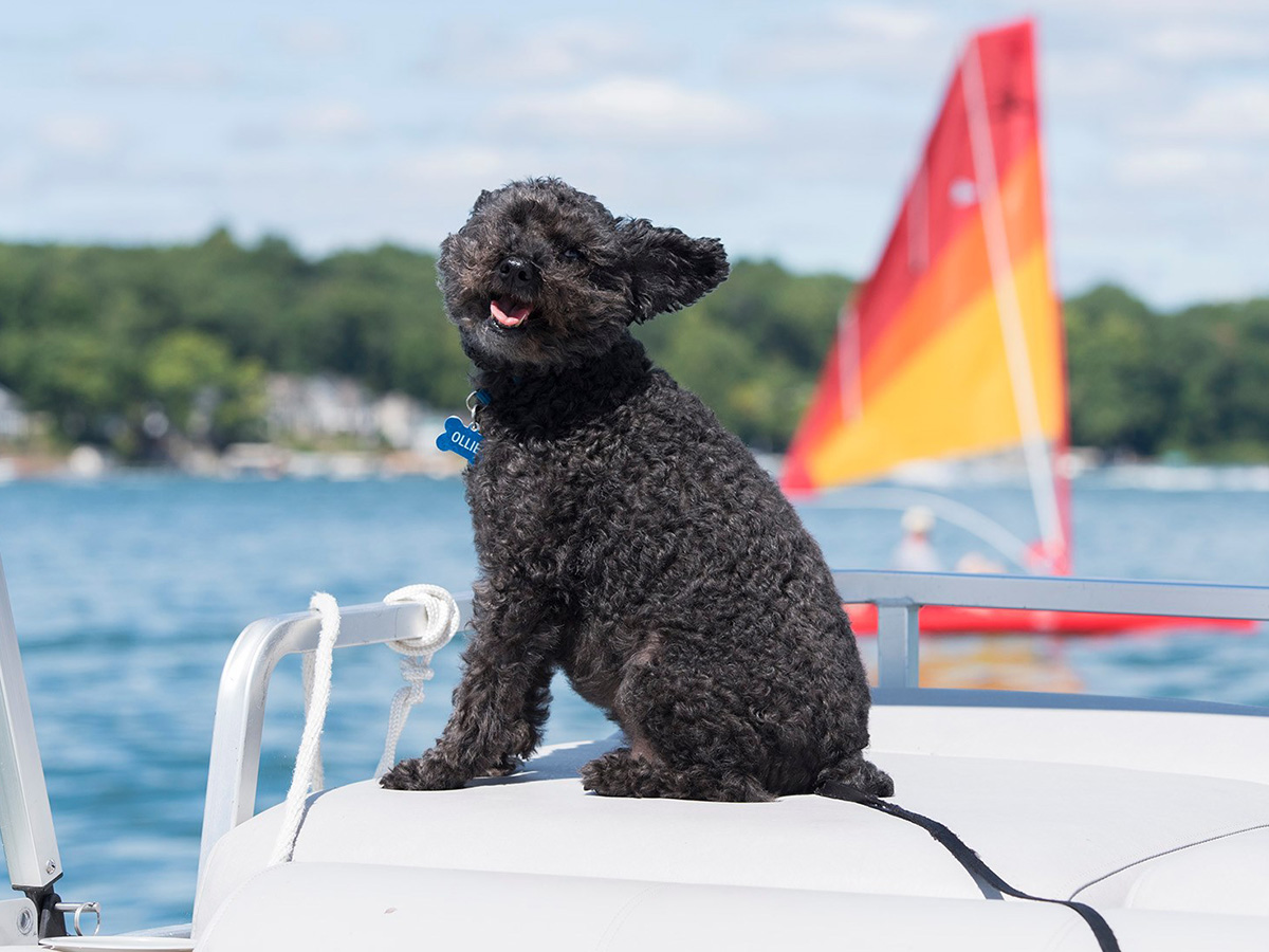 Dog Out on Boat