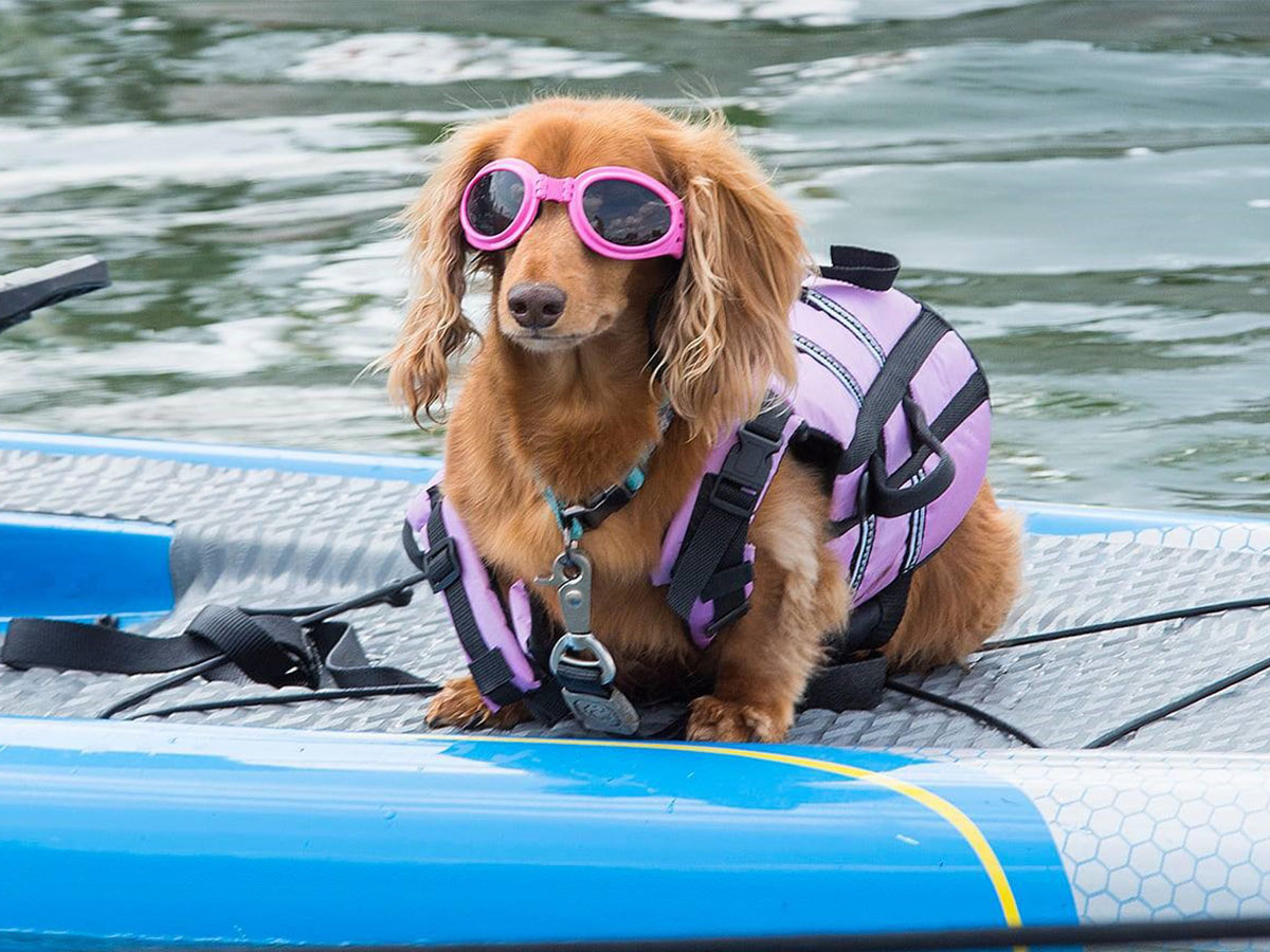 Dog Ready for a Swim