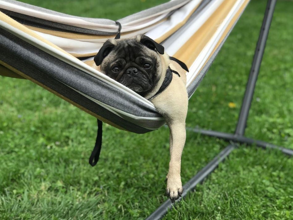 Dog in Hammock