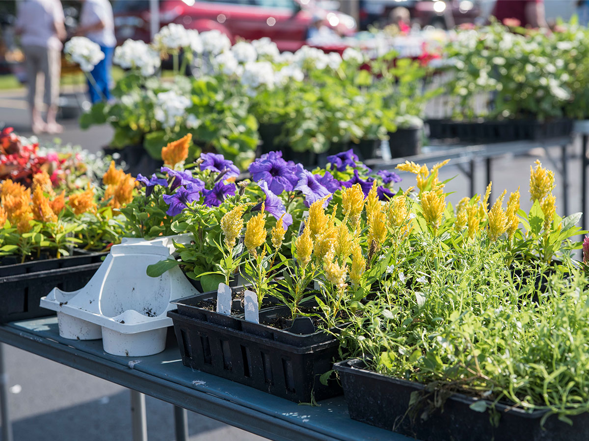 Steuben County Farmers Market