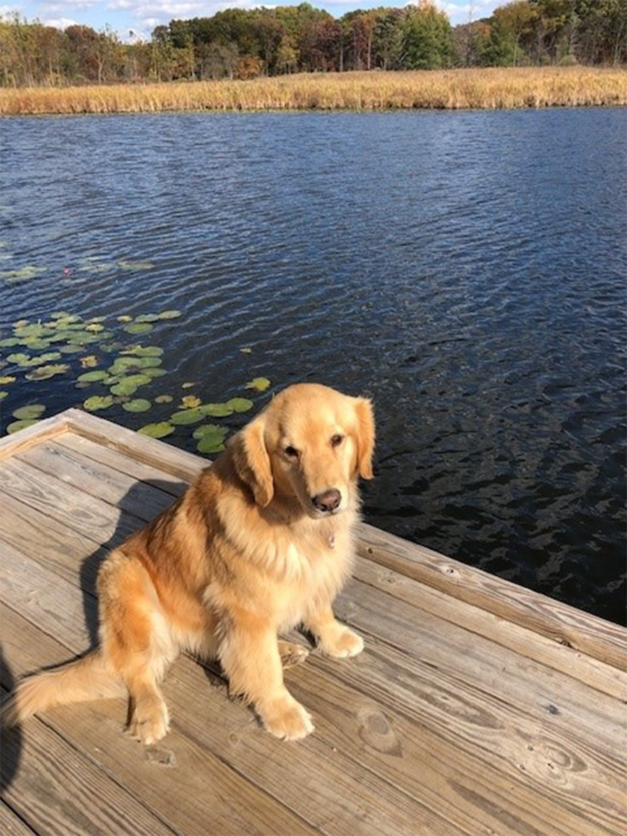 Golden Retriever at Lake James