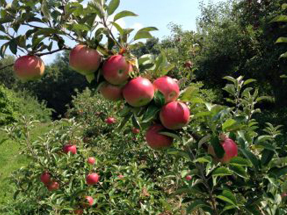 Stroh Orchard