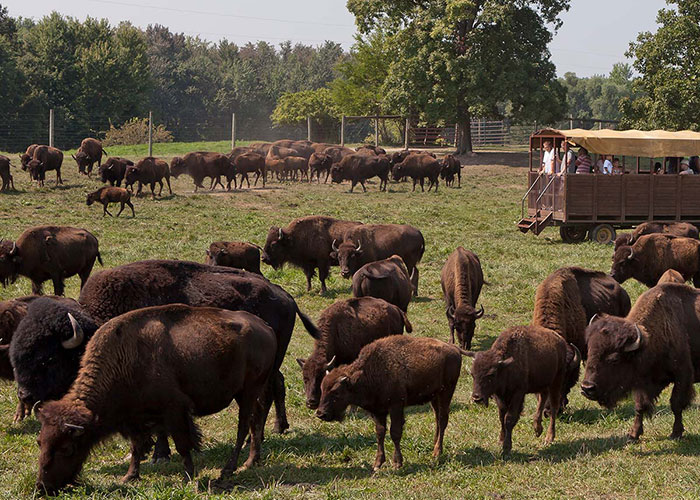 Wild Buffalo Preserve Steuben County