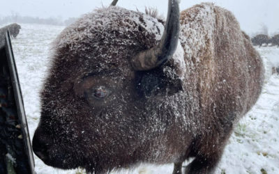 WILD WINDS BUFFALO PRESERVE WINTER TOURS