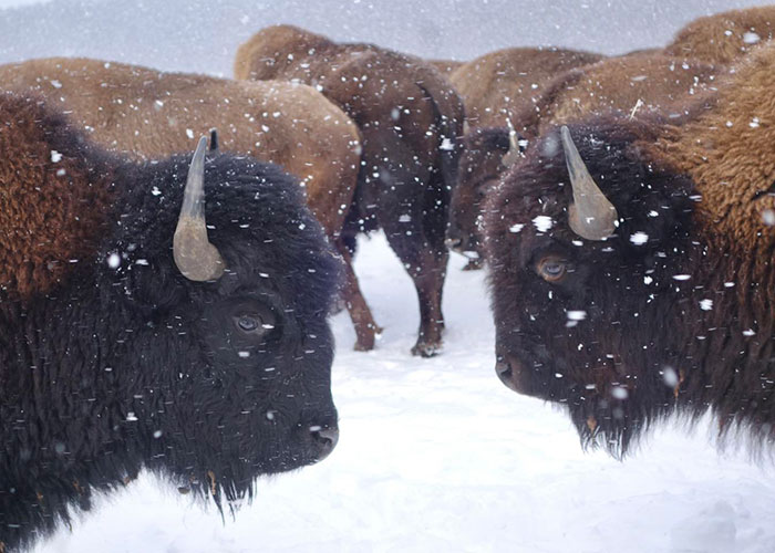 winterwild Fall Family Fun at Angola’s Ridenour Acres