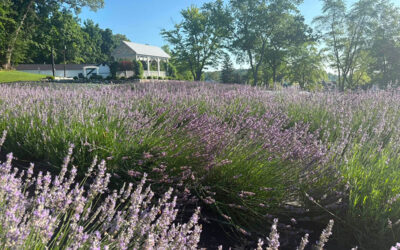 Lake James Lavender Company