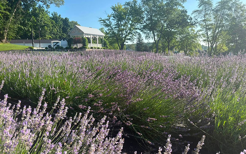 Lake James Lavender Company